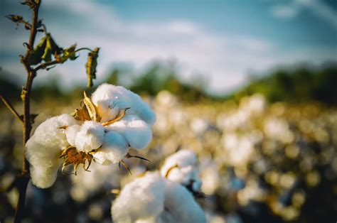 Ethical and Sustainable: The Better Cotton Initiative - Procurement and ...