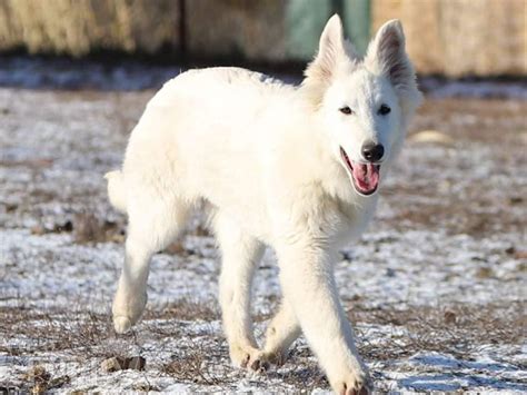 White German Shepherd Wolf Hybrid