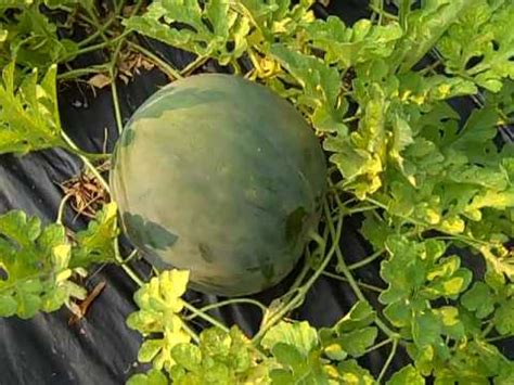 Watermelons show several markers when they are ready to pick. How to tell if a watermelon is ripe - YouTube