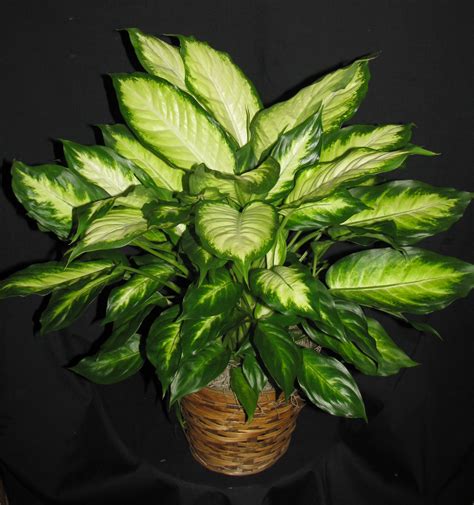 Dieffenbachia Petals On Prince Floral Arrangements For All Occasions