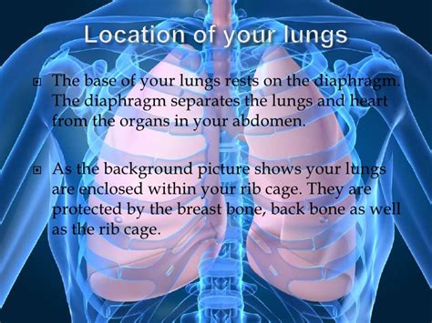 Rib cage heart lungs stock photos and images. The lungs presentation ch.2