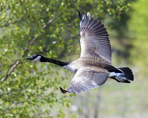 Canadian Geese Stock Photos Geese Candian Geese Flying Profile View