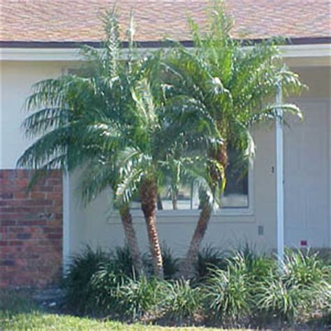 Check spelling or type a new query. Plant Details - Redland Nursery, Inc.