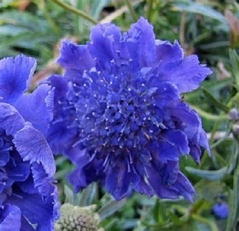 35 Dark Blue Pincushion Scabiosa Perennial Flower Seeds