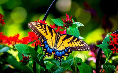 Beautiful Butterflies In Nature Butterfly And Garden Flowers Beauty