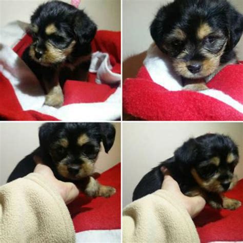 These fluffy, adorable newfypoo puppies are a designer mixed breed. Yorkie poo female puppy available in Louisville, Kentucky ...