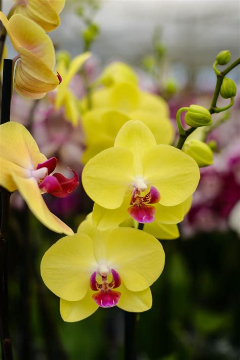 Yellow Phalaenopsis Orchids Phalaenopsis Orchid Orchids Beautiful Orchids