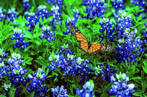 Butterfly In Field Of Texas Bluebonnets Photograph By Daniel Richards
