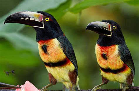 13 Way To See Wildlife In Belize Fodors Travel Guide