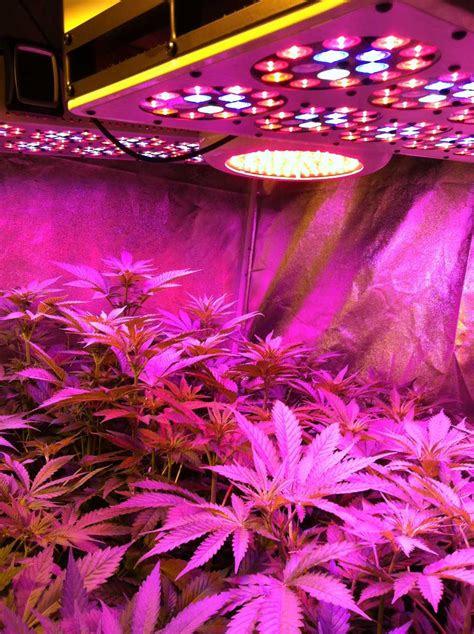 5 Best Full Spectrum Led Grow Lights 2019 Reviews And Guide