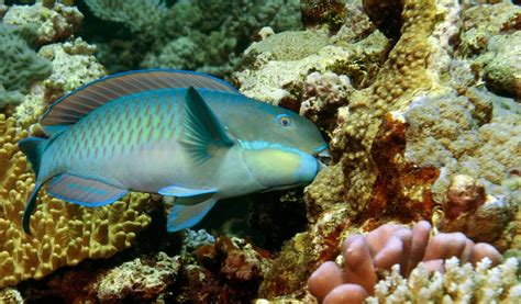 When Reefs Die Parrotfish Thrive Paving The Way For Coral Regrowth