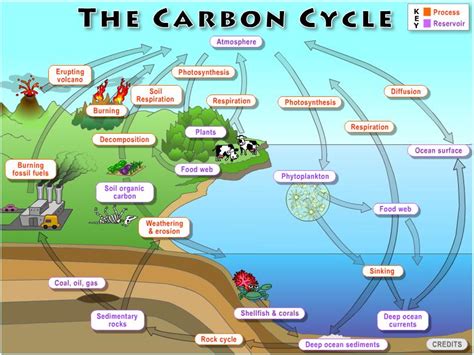 Lab 2 The Global Carbon Cycle