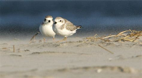 Birds Of Southern New Jersey Press Of Atlantic City Photo Galleries