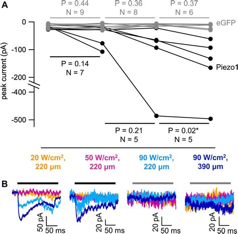 Mechanical Activation Of Piezo1 But Not Nav12 Channels By Ultrasound