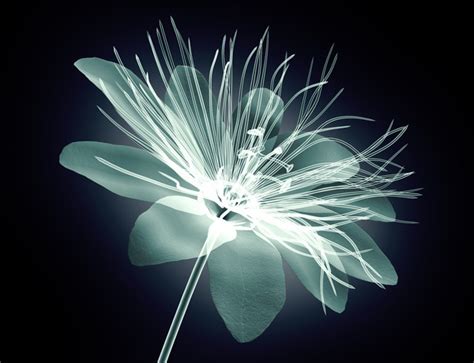 X Ray Image Of A Flower Stock Photo 01 Free Download