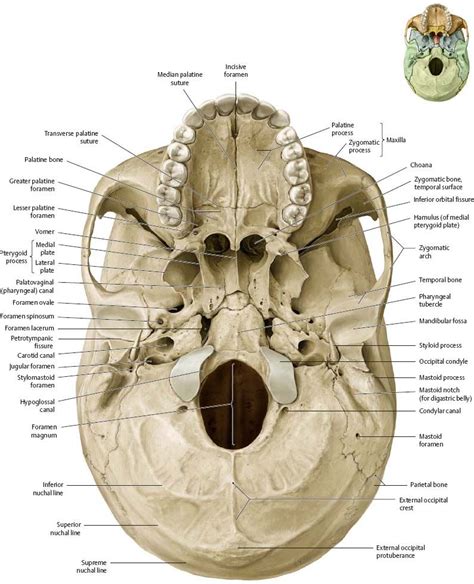 Bones Of The Head Atlas Of Anatomy Anatomia Muscolare Studenti Di