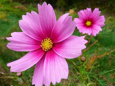 Pink Cosmos Flowers