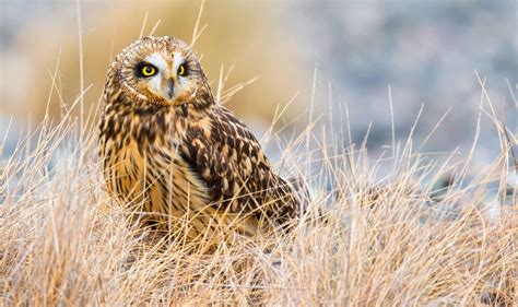 Short Eared Owl Audubon Field Guide