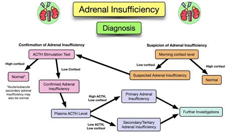Adrenal Insufficiency Symptoms Causes Treatment Diagnosis Labs