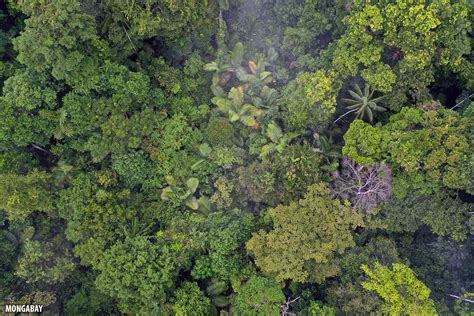 amazon burns     biodiversity focusing