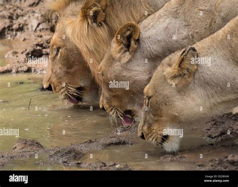 Thirsty Work Hi Res Stock Photography And Images Alamy