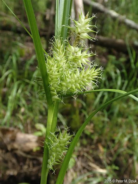 Carex Flava Yellow Sedge Minnesota Wildflowers