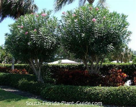 Oleander Trees In A Landscape Trees For Front Yard Florida Plants
