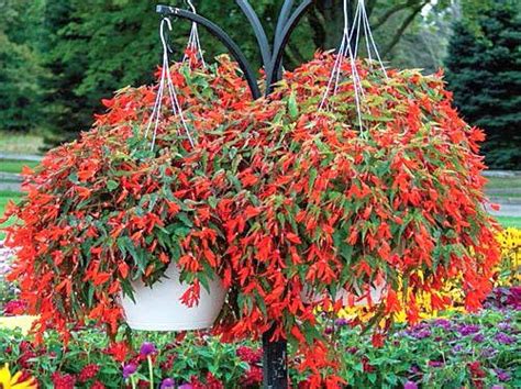 Jun 23, 2021 · hanging strawberry plants (except the alpine varieties) need a good six to eight hours of full sun a day for optimal fruit production. Pin on Patio/Yard