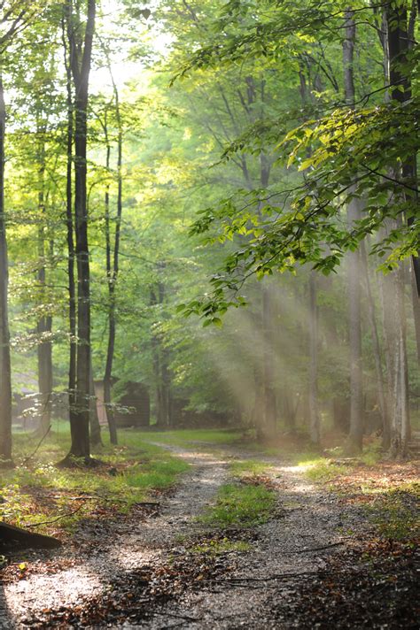 Free Images Tree Nature Path Wilderness Light Wood Sunshine