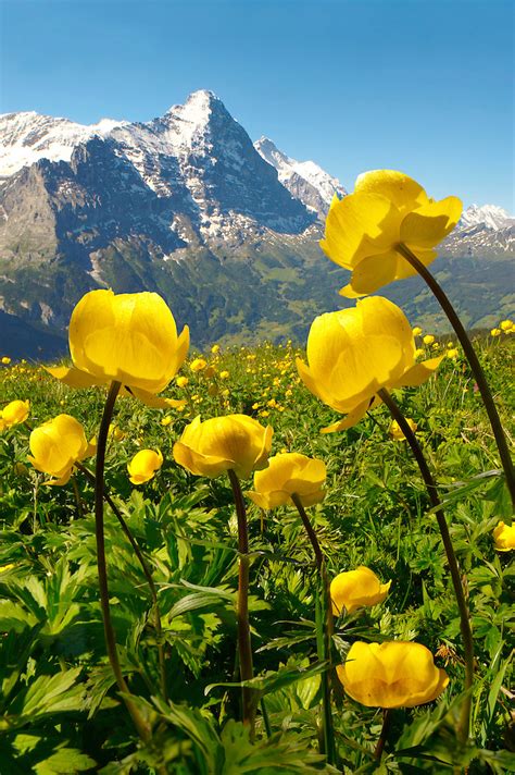 Pictures Of Alpine Flowers Switzerland Stock Photos Paul Wiliams