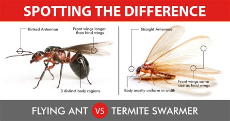 Termite Vs Ant