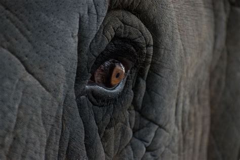 Elephant Eye Image National Geographic Your Shot Photo Of The Day