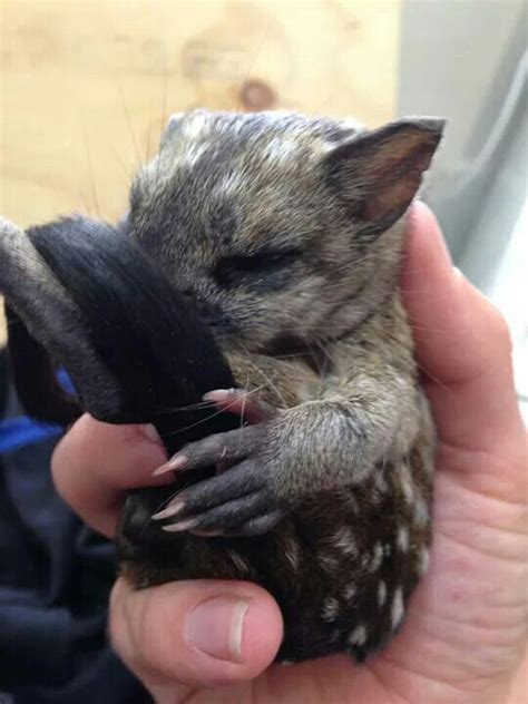 Western Quoll Joey Australian Native Animals Fur Babies Quoll
