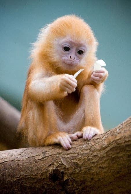 Cute Animal Pictures Baby Silver Langur