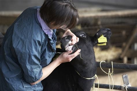 Farm Health Online Animal Health And Welfare Knowledge Hub Health