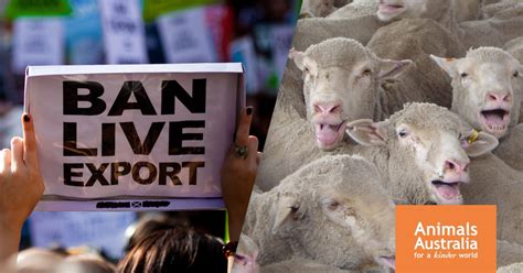 The Pathway Cleared To End Live Sheep Export Animals Australia