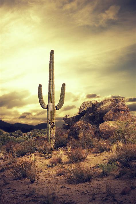Desert Cactus Classic Southwest Photograph By Hillaryfox