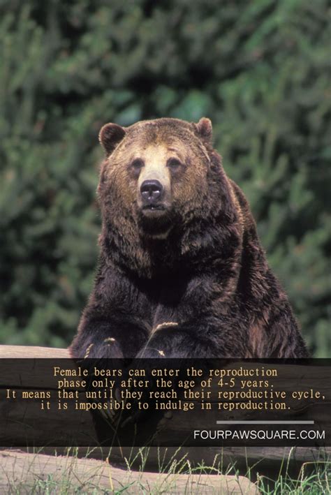 15 Fun Facts About Grizzly Bear Four Paw Square