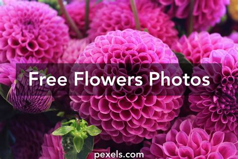 Flower Images · Pexels · Free Stock Photos