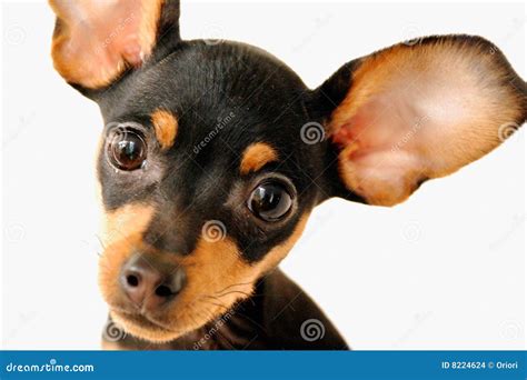 Cachorro Da Orelha Pontuda