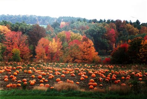Fall🍂autumn🍁 🎃halloween👻 — Salem Witches Mabon Samhain Fall Foliage