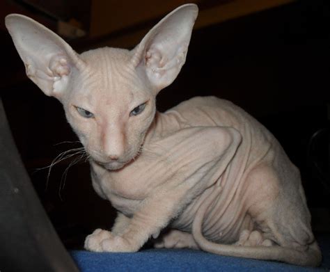 Peterbald Info Personality Care Training Kittens Pictures