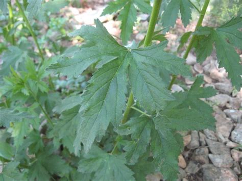 Alcune piante sono velenose o tossiche e possono essere molto pericolose per cani, gatti ed altri animali domestici. Scheda botanica di Altea canapina (Althaea cannabina L ...