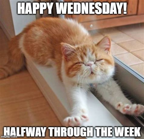 happy wednesday - Imgflip