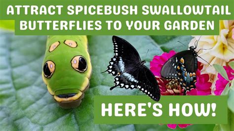 Attract Spicebush Swallowtails To Your Garden Youtube