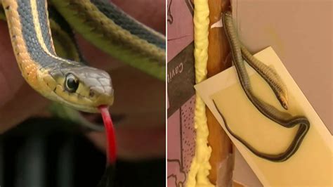 House Of Snakes Single Mom Unknowingly Moves Into Snake Infested Home