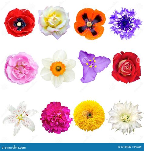 Set Of Colorful Flowers Isolated On White Background Stock Image