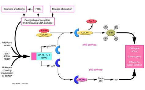 Jci P16 And Arf Activation Of Teenage Proteins In Old Age