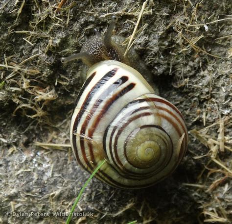 White Lipped Snail Cepaea Hortensis Species Wildbristoluk