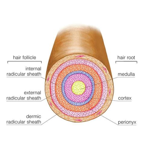 The Structure Of Your Hair My Hair Doctor